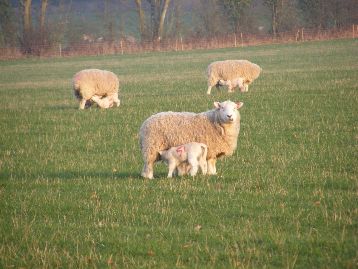 Marshwood Farm B&B And Shepherds Hut Dinton  Esterno foto